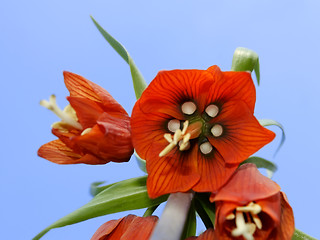 Image showing Orange flower. View from below