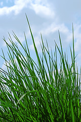 Image showing Young green grass