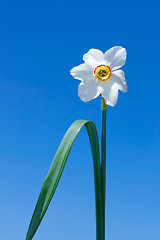 Image showing Narcissus flower over  blue sky