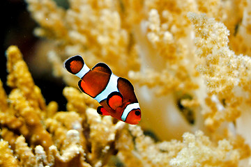 Image showing Clown fish