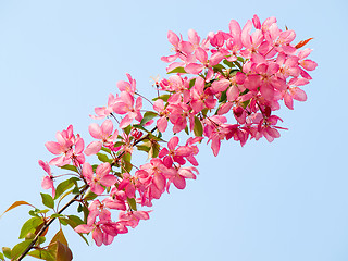 Image showing Blossoming apple.