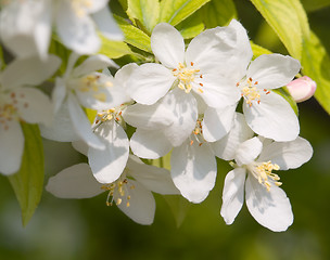 Image showing Blossoming apple.