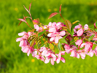 Image showing Blossoming apple.