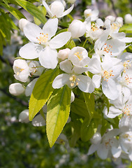 Image showing Blossoming apple.