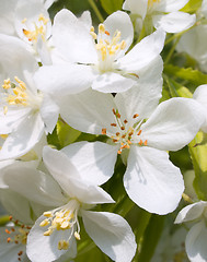 Image showing Blossoming apple.