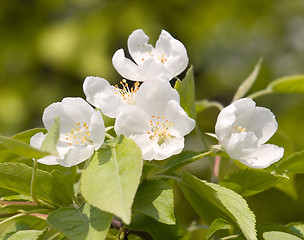 Image showing Blossoming apple.