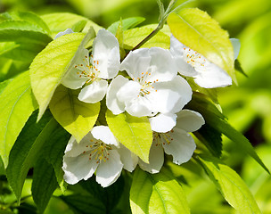 Image showing Blossoming apple.