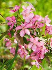 Image showing Blossoming apple.