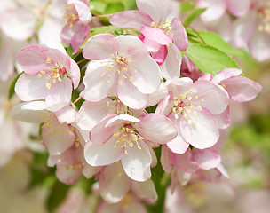 Image showing Blossoming apple.
