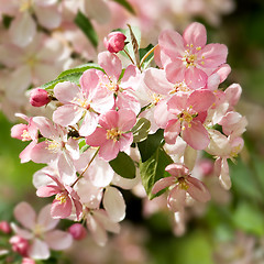 Image showing Blossoming apple.