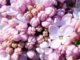 Image showing Lilac closeup background.