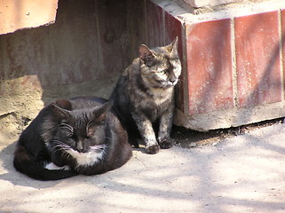 Image showing cats