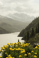 Image showing Mountain landscape with dandelions