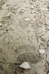 Image showing Bear footprint
