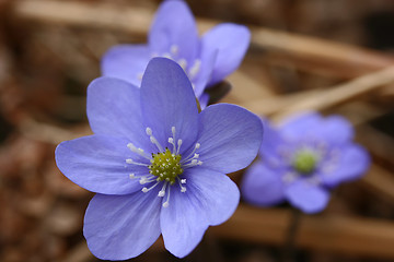 Image showing powder blue