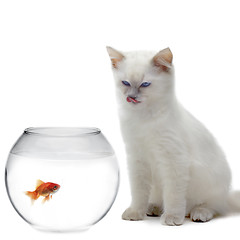 Image showing cat and a gold fish 