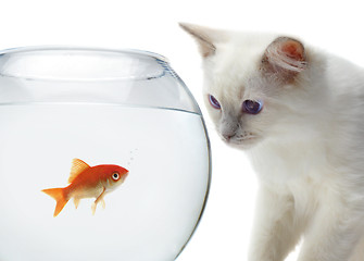 Image showing cat and a gold fish