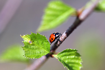 Image showing Seven Spotted Ladybug Climbing Upwards