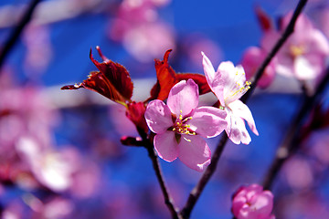 Image showing Pink Cherry Tree Blossoms