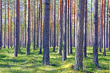 Image showing Sunlit Pine Forest at Spring