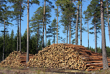 Image showing Stacked Pine Logs in Spring Coniferous Forest