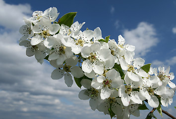 Image showing Pear tree twig