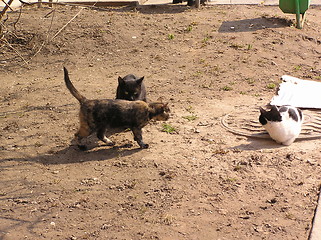 Image showing cats