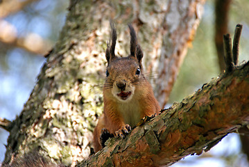 Image showing Squirrel 