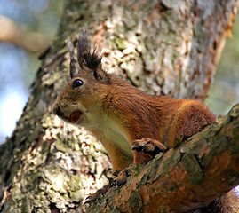 Image showing Squirrel 