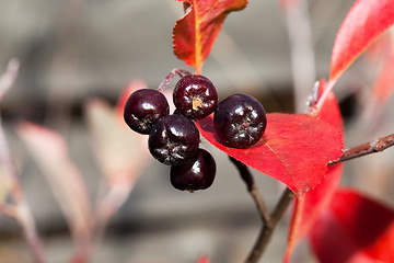 Image showing Black chokeberry (Aronia melanocarpa)