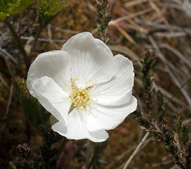 Image showing cloudberry flower 