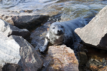 Image showing Seal Pagophilus groenlandicus