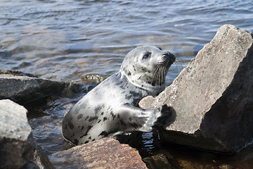Image showing Seal Pagophilus groenlandicus