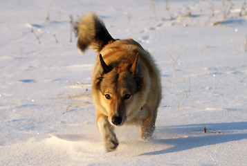 Image showing Hound pursues the game