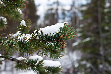 Image showing Pine branch with a pinecone. Winter