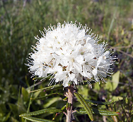 Image showing Rhododendron palustre Ledum palustre L  