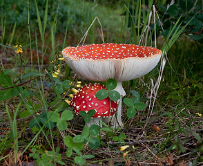 Image showing Amanita