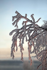 Image showing branch of a tree in snow crystals