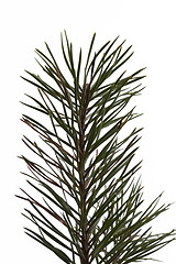 Image showing Pine branch