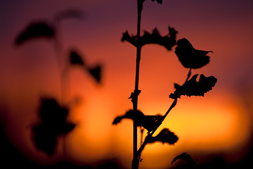 Image showing Autumn Sunset