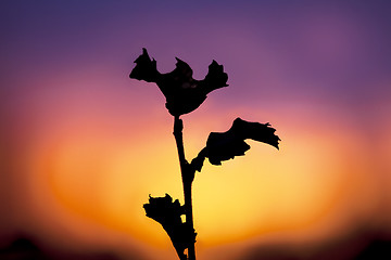 Image showing Autumn Sunset