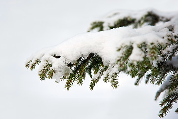 Image showing Spruce twig in the snow