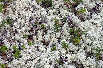 Image showing Reindeer moss