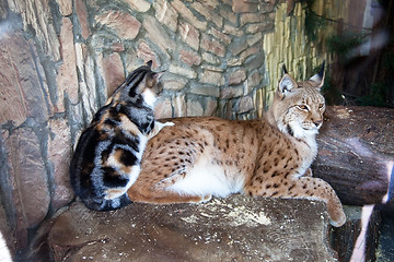 Image showing Friendship cat and lynx