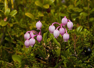 Image showing Andromeda polifolia L