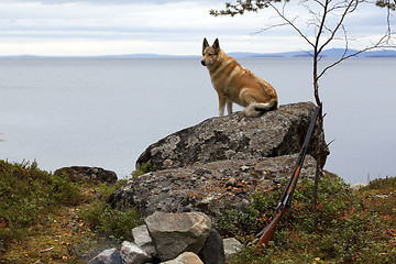 Image showing Dog hunting on a rock