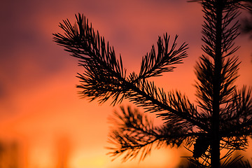 Image showing Pine branch at sunset