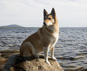 Image showing A dog on a rock