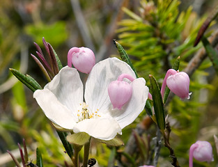 Image showing Forest flowers. Love