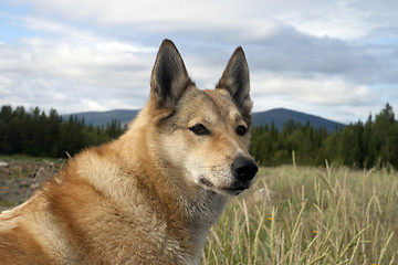 Image showing Dog Laika
